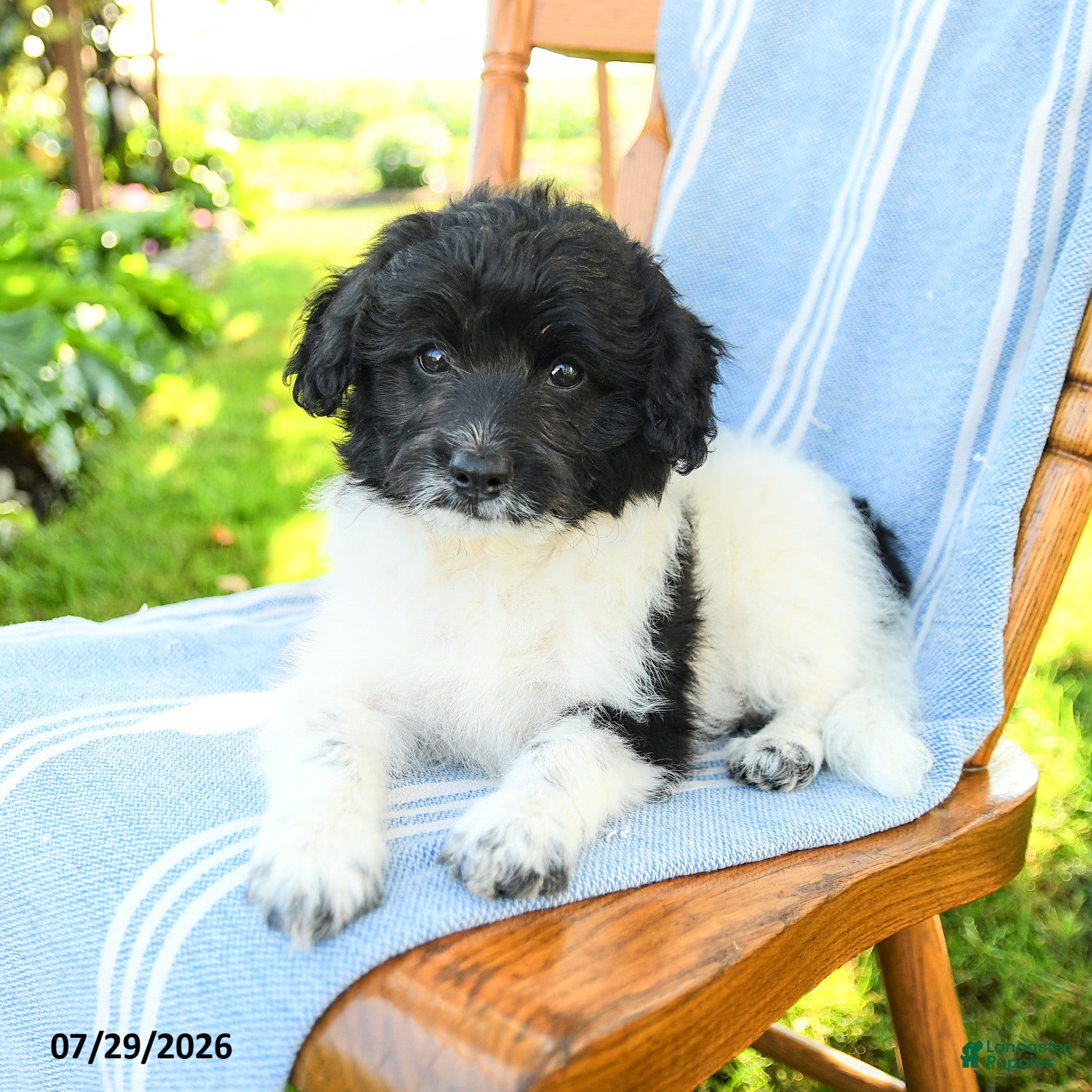 Mixed Breed dogs Russell - Ad 2