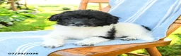Mixed Breed dogs for sale: Russell - Ad 2