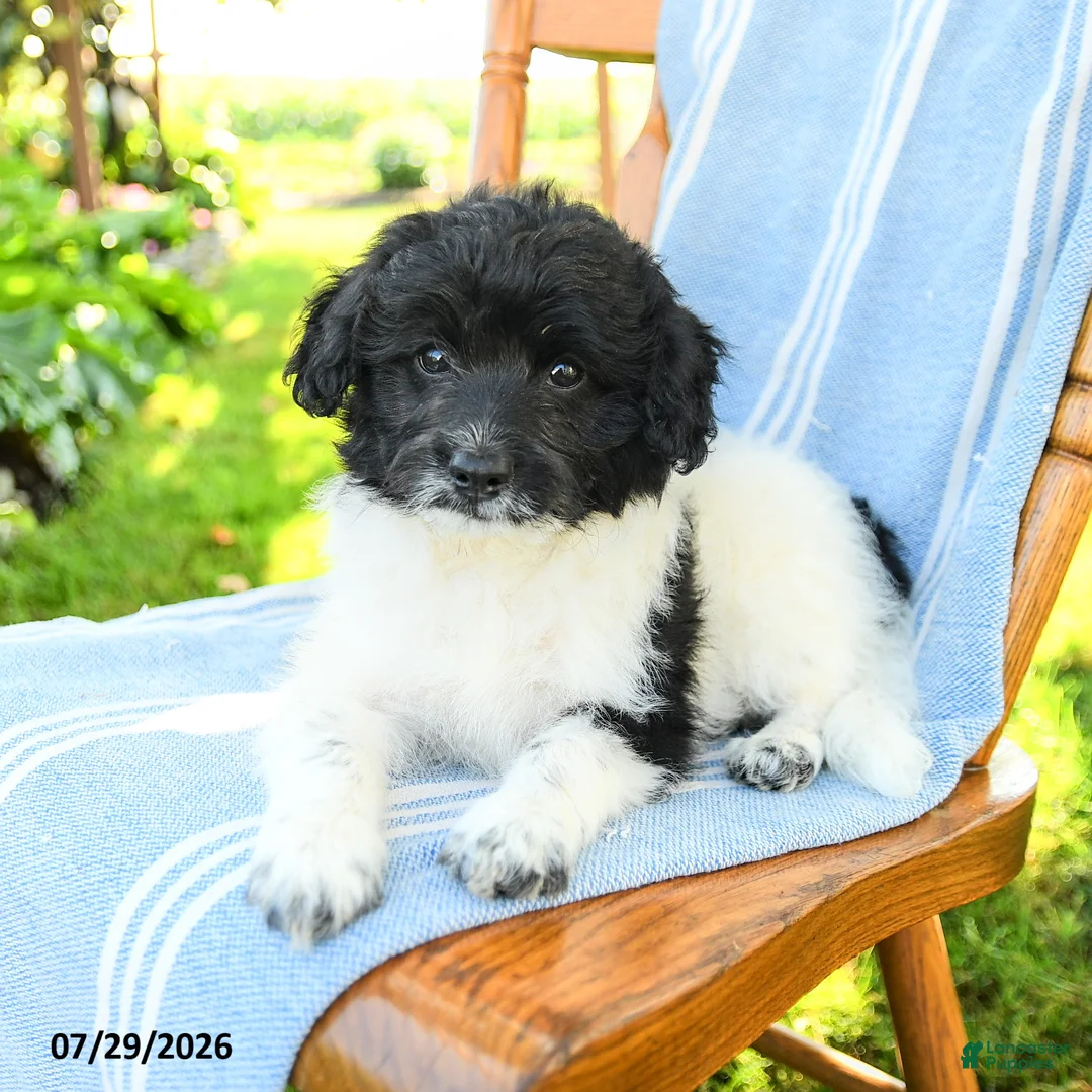Mixed Breed dogs for sale: Russell - Ad 2