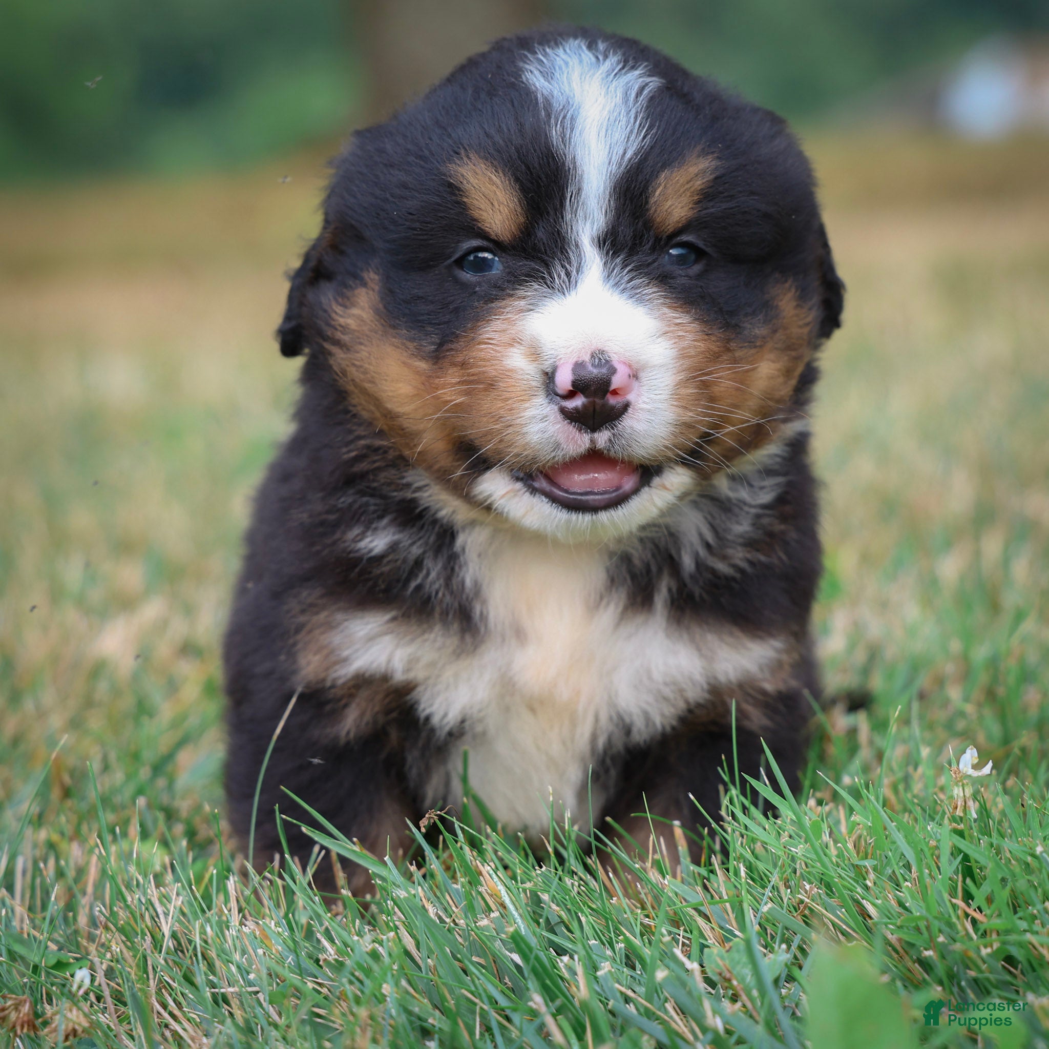 Bernese Mountain Dog dogs Sullivan - Ad 2