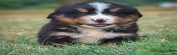 Bernese Mountain Dog dogs for sale: Sullivan - Ad 2