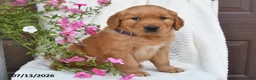 Golden Retriever dogs for sale: Camila - Ad 5