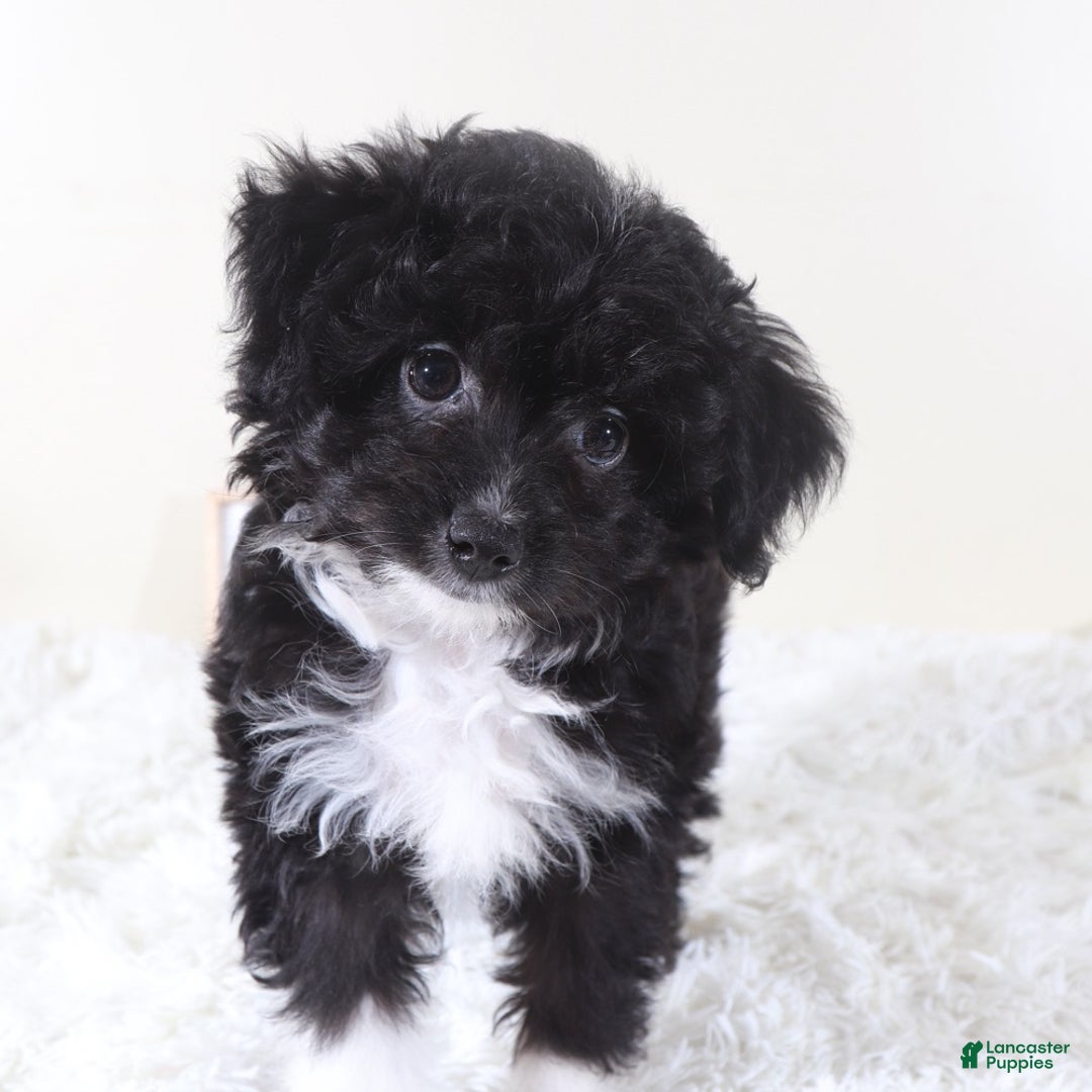 Mini Aussiedoodle dogs for sale: Mini Aussiedoodle Puppy Woody - Ad 3