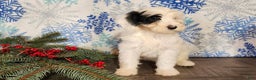 Mini Bernedoodle dogs for sale: Sparkle - Ad 10