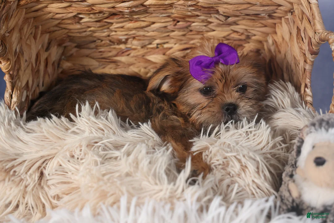 Shorkie dogs for sale: JULIE - Ad 2