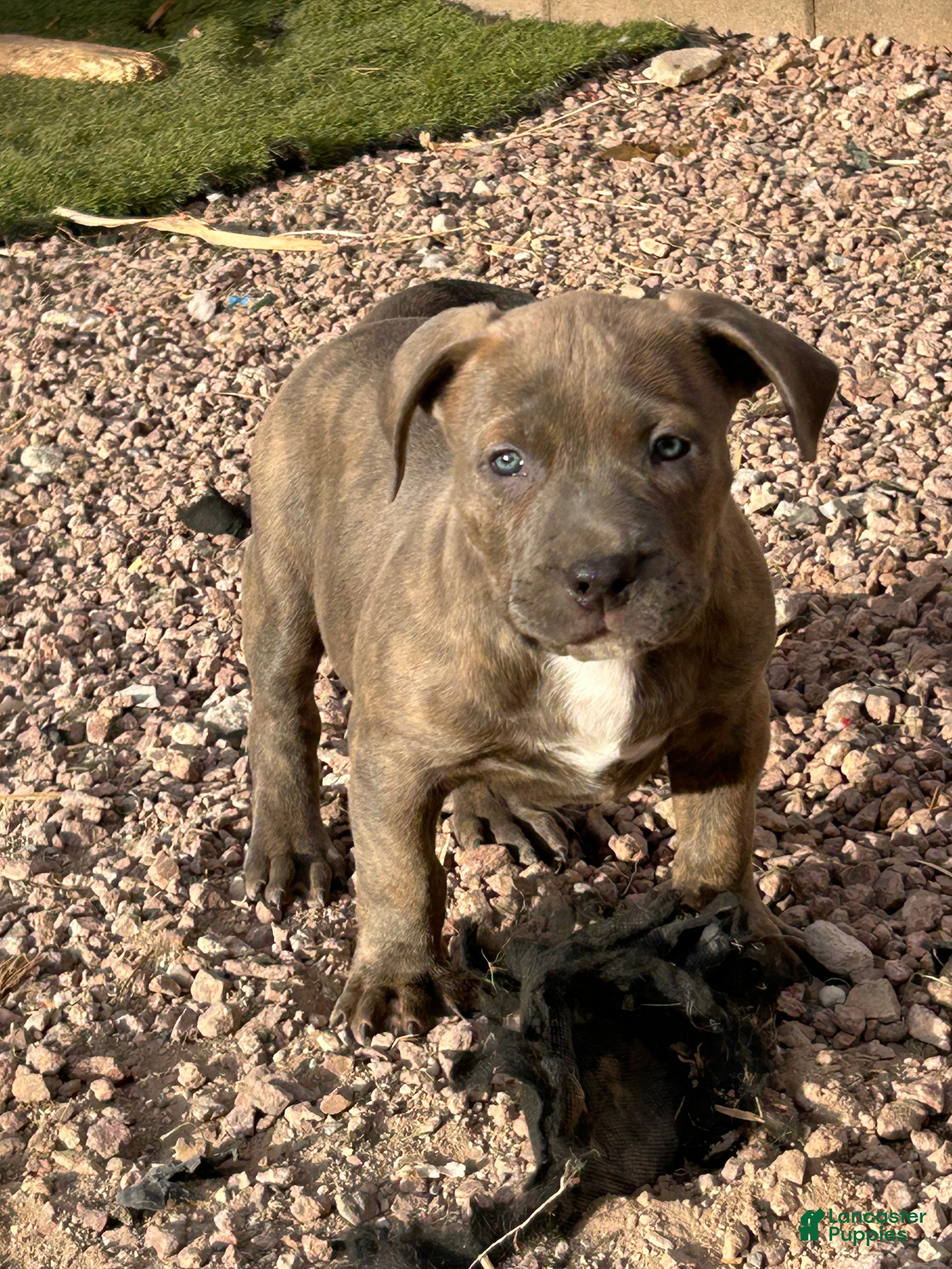 American Bully dogs American Bully Puppy 4 - Ad 2