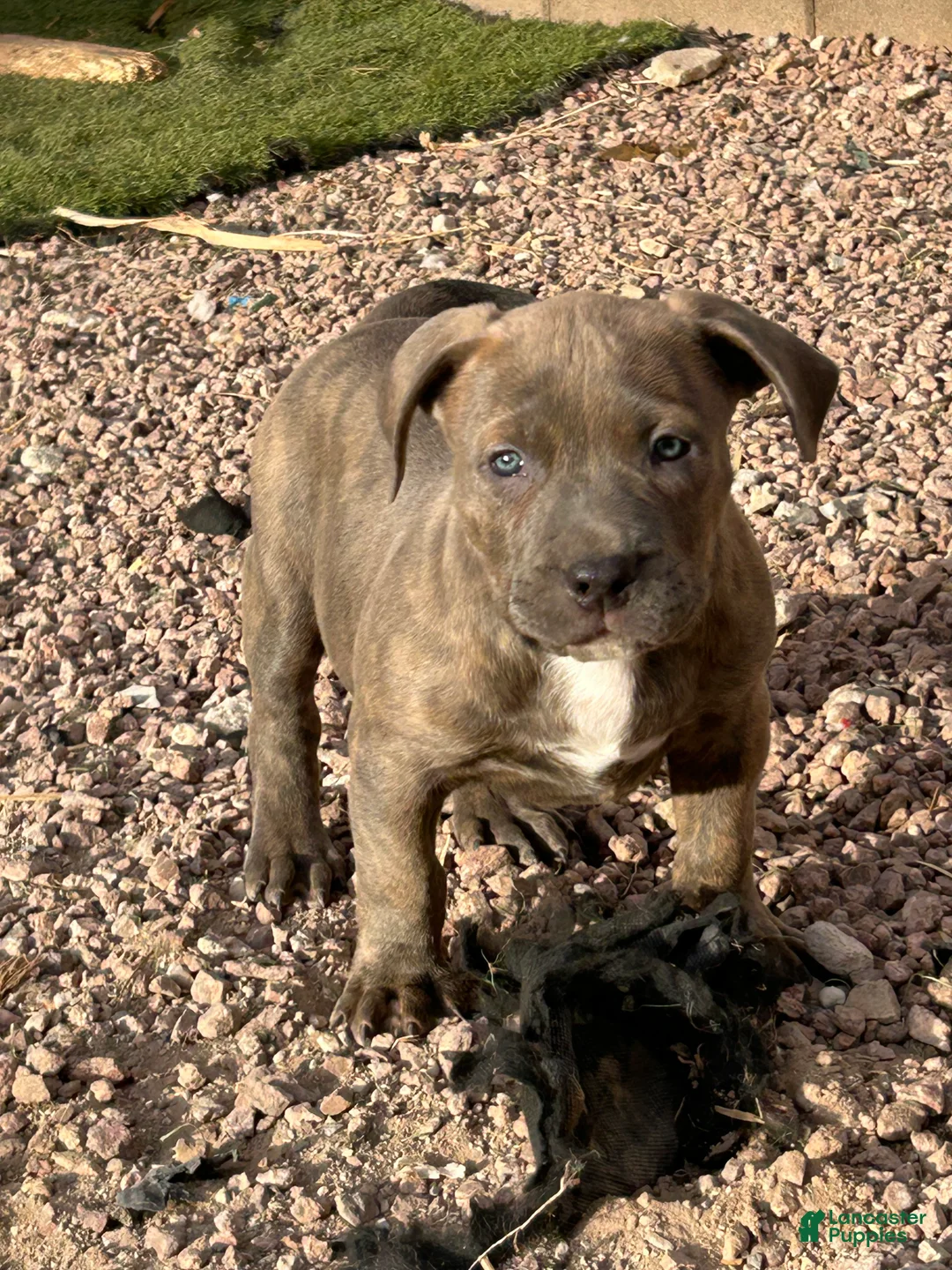 American Bully dogs for sale: American Bully Puppy 4 - Ad 1