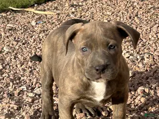 American Bully dogs American Bully Puppy 4 - Ad 2