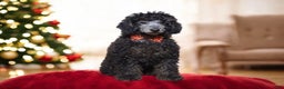 Toy Poodle dogs for sale: Jimmy - Ad 5