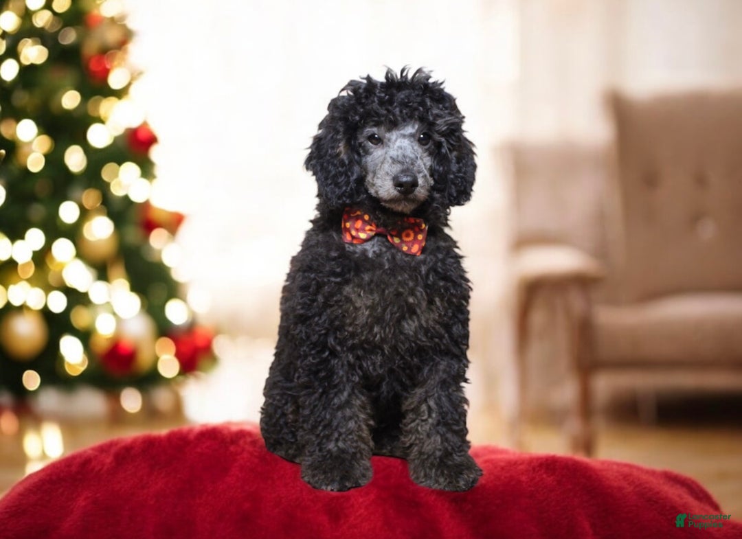 Toy Poodle dogs for sale: Jimmy - Ad 5