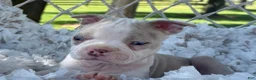 Boston Terrier dogs for sale: Milo - Ad 8