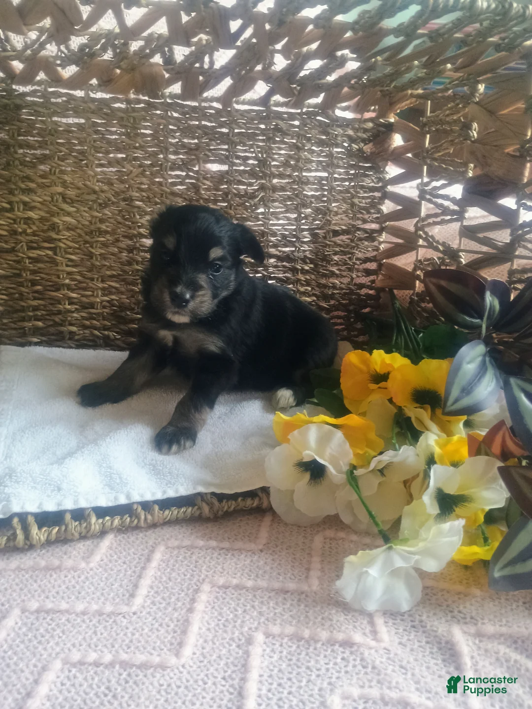 Mixed Breed dogs for sale: Mixed Breed Puppy 5 - Ad 2
