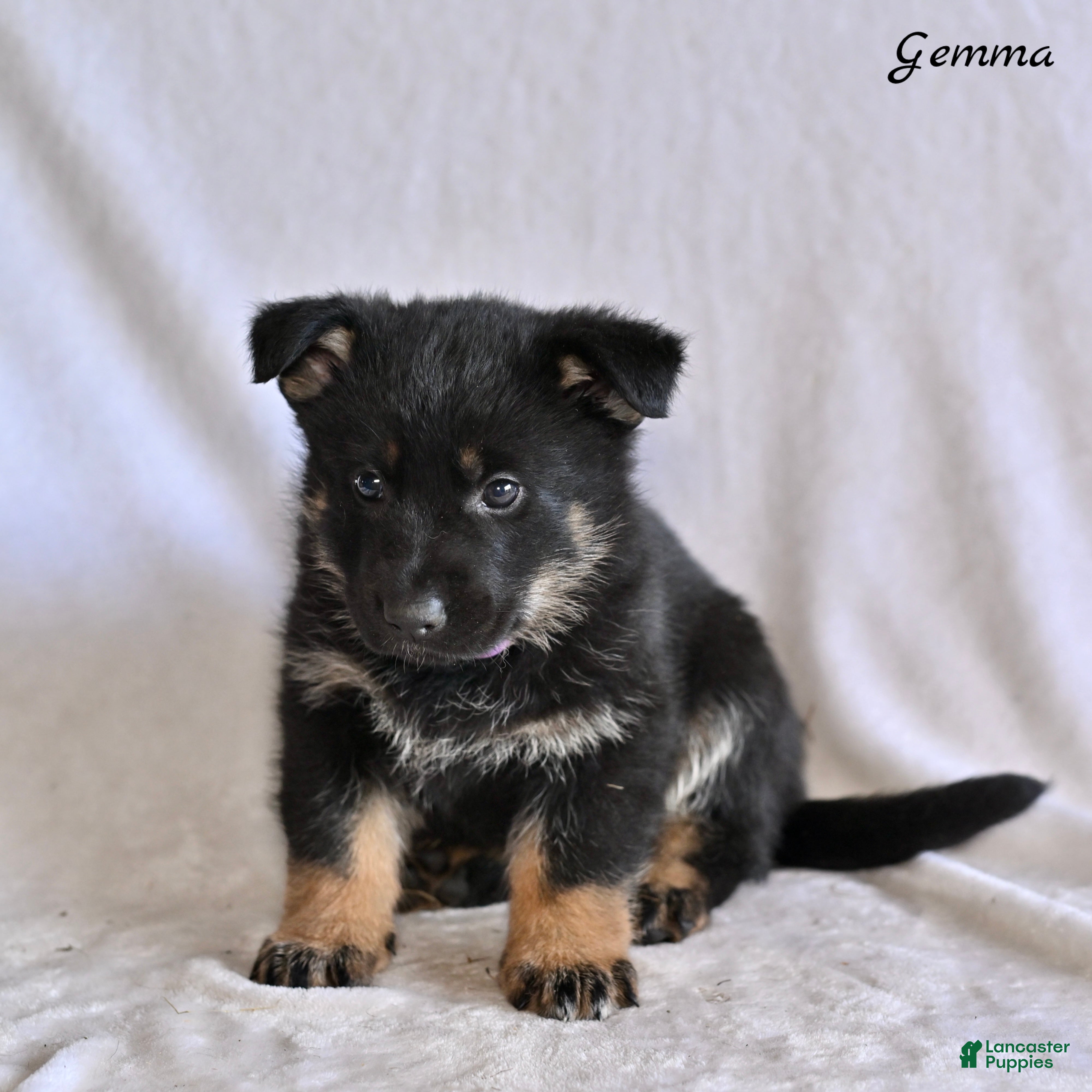 German Shepherd dogs Gemma - Ad 1