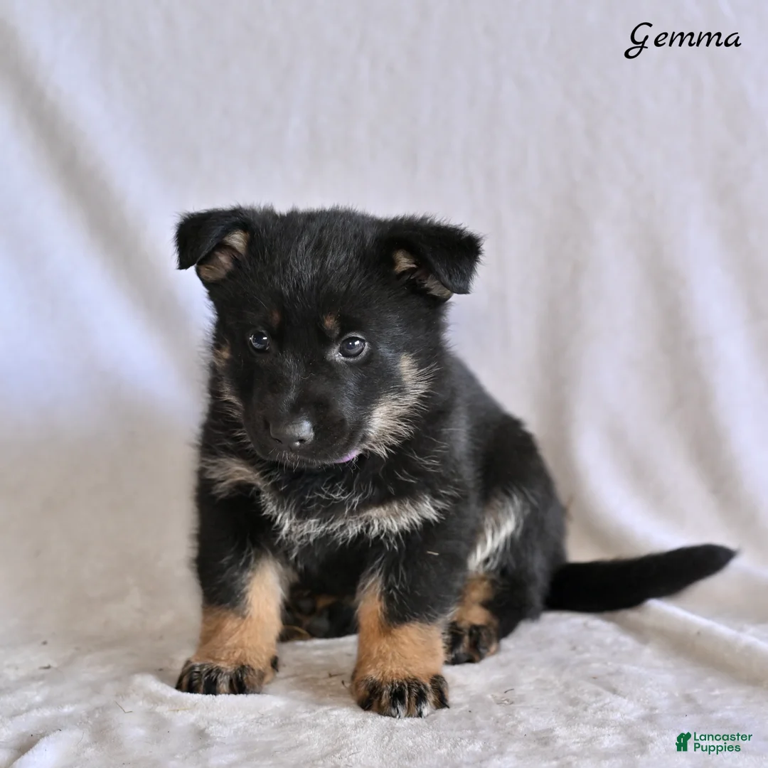 German Shepherd dogs for sale: Gemma - Ad 1