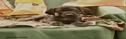 German Shorthaired Pointer dogs for sale: Samson - Ad 4