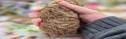 Cockapoo dogs for sale: Girdle - Ad 3
