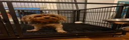 Yorkshire Terrier dogs for sale: Yorkshire Terrier 1 - Ad 2