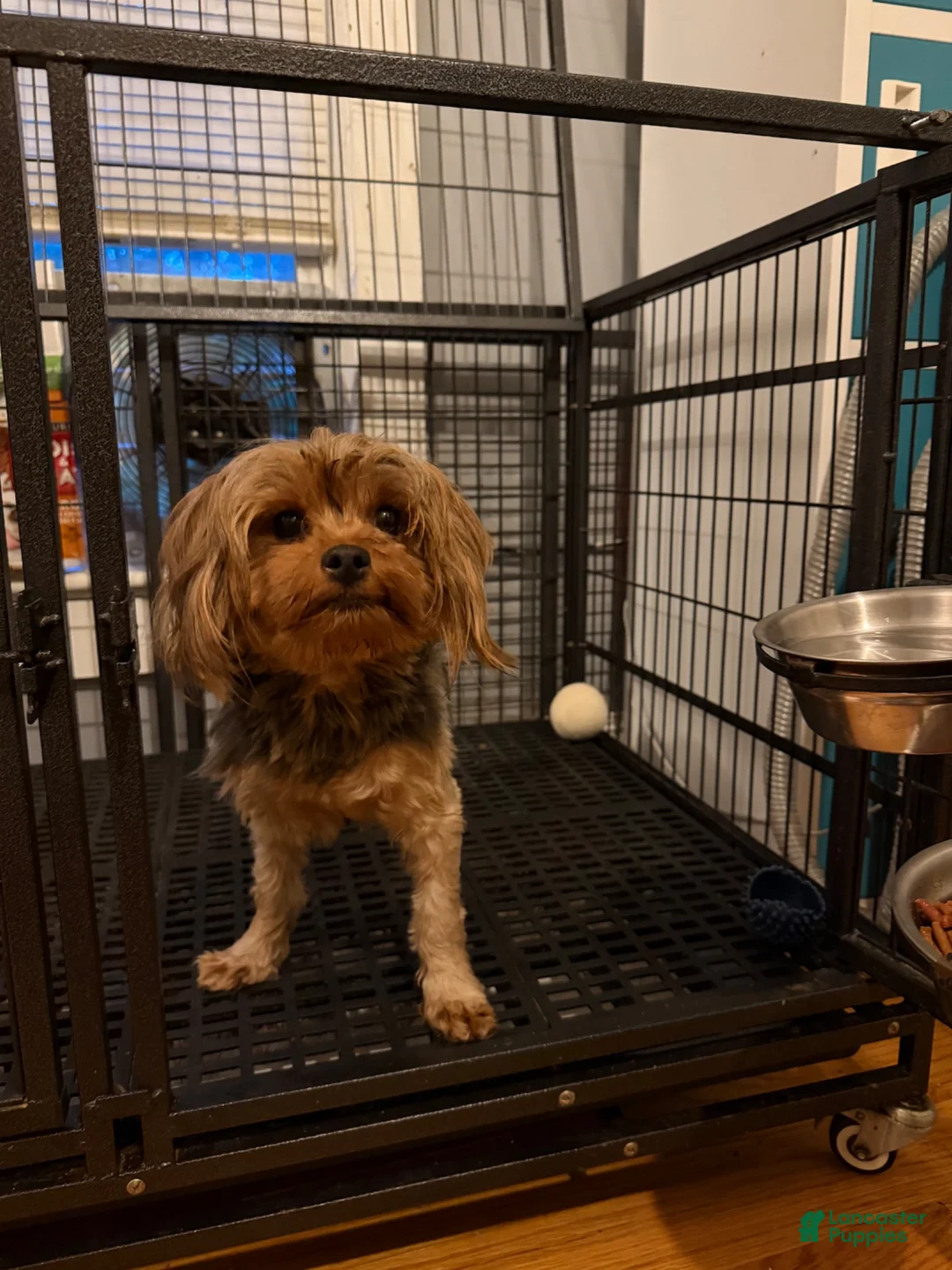 Yorkshire Terrier dogs for sale: Yorkshire Terrier 1 - Ad 2