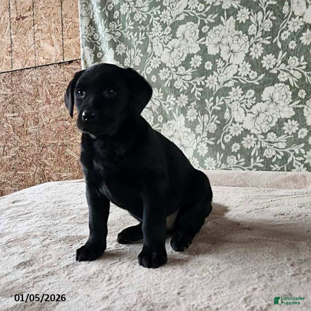 Labrador Retriever dogs for sale: Sweetie - Ad 2