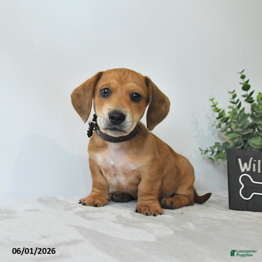 Miniature Dachshund dogs Wilbur - Ad 2