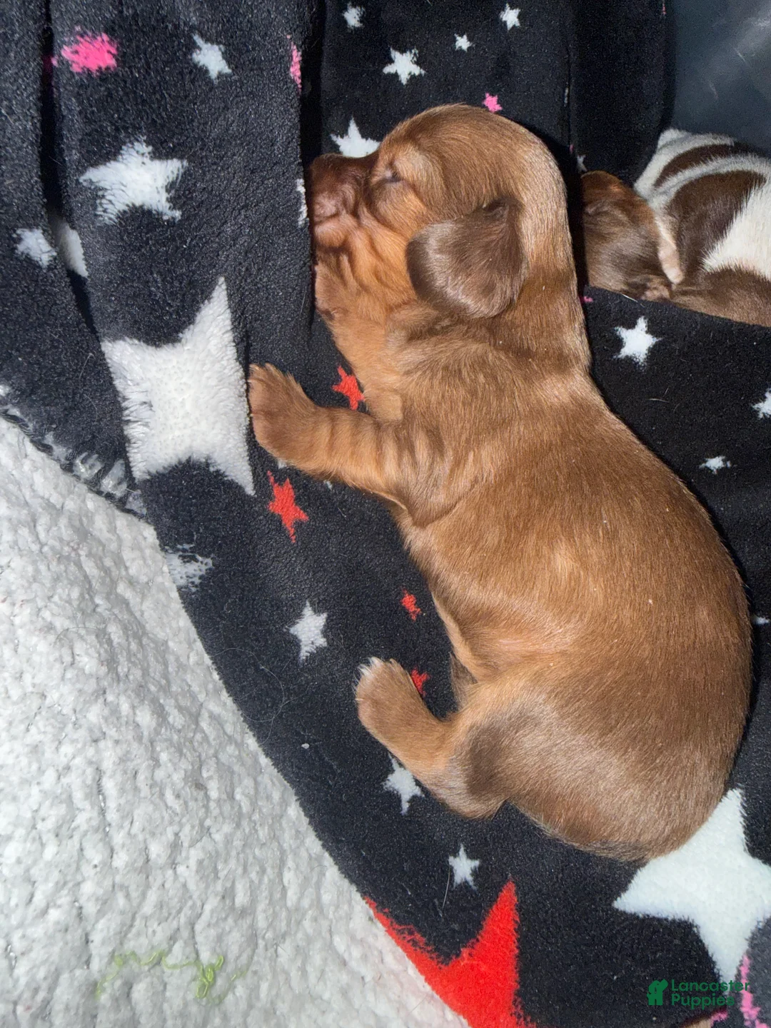 Miniature Dachshund dogs for sale: Miniature Dachshund Puppy 2 - Ad 1
