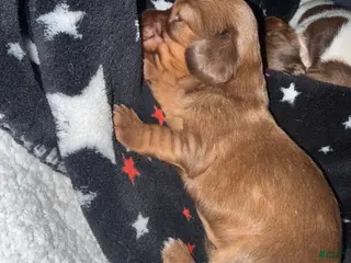 Miniature Dachshund dogs Miniature Dachshund Puppy 2 - Ad 7