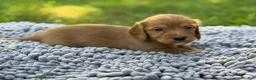 Miniature Dachshund dogs for sale: Dark cream  - Ad 25