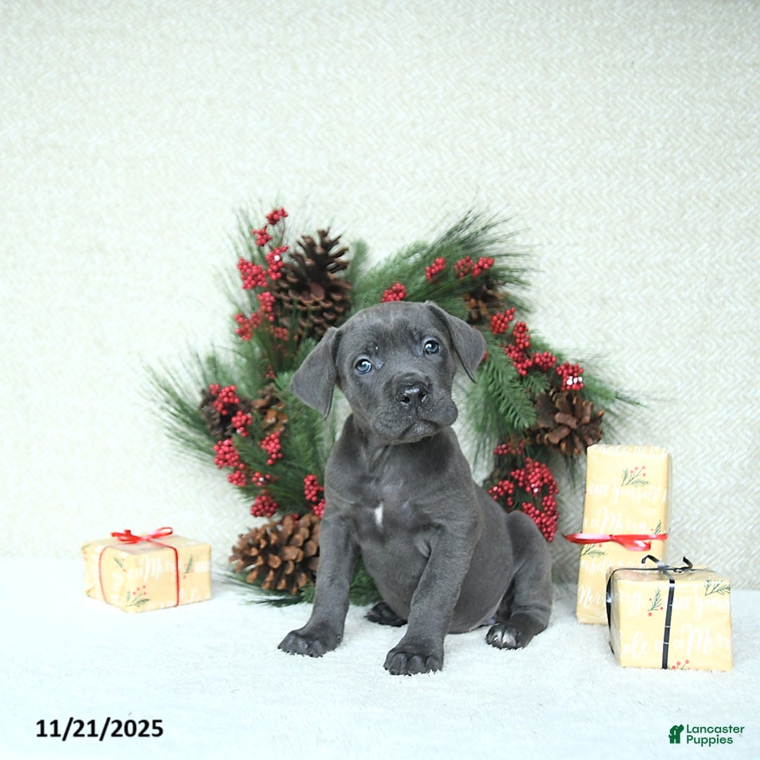 Cane Corso dogs for sale: Sage - Ad 10