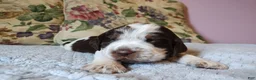 English Springer Spaniel dogs for sale: Amy - Ad 9