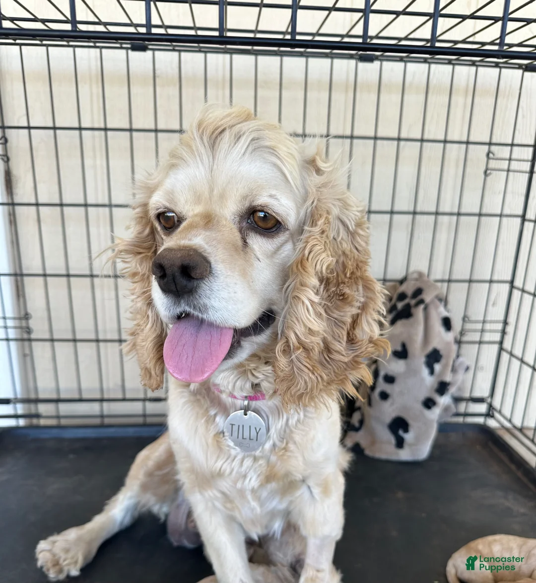 Cockapoo dogs for sale: Honey - Toy Cockapoo - Ad 3