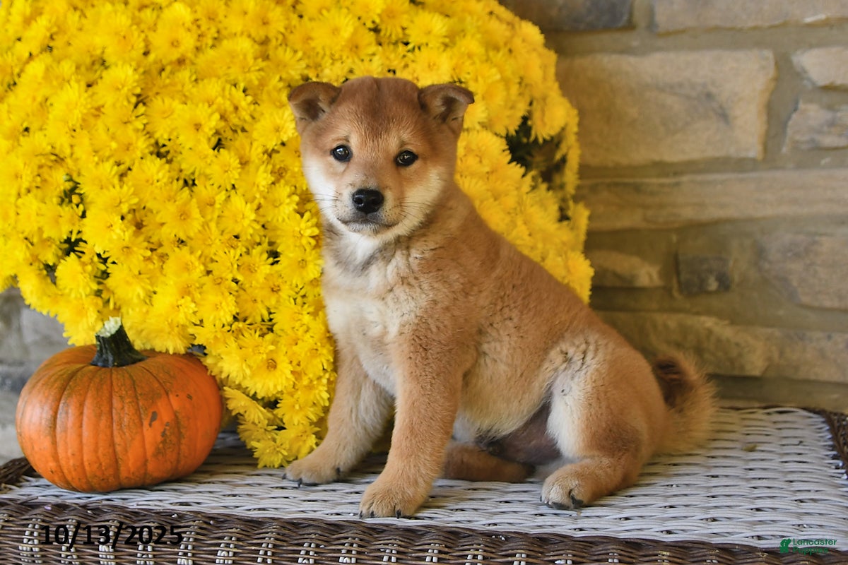 Shiba Inu dogs Wilbur - Ad 2