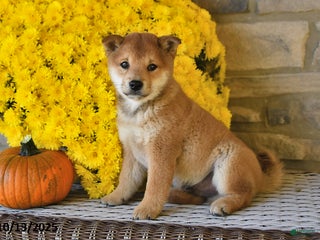Shiba Inu dogs Wilbur - Ad 2