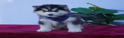 Siberian Husky dogs for sale: Bear - Ad 3