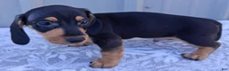 Miniature Dachshund dogs for sale: Axel - Ad 6