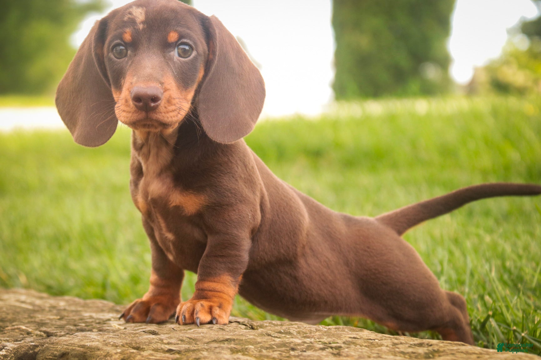 Miniature Dachshund dogs Cody Miniature Dachshund  - Ad 2