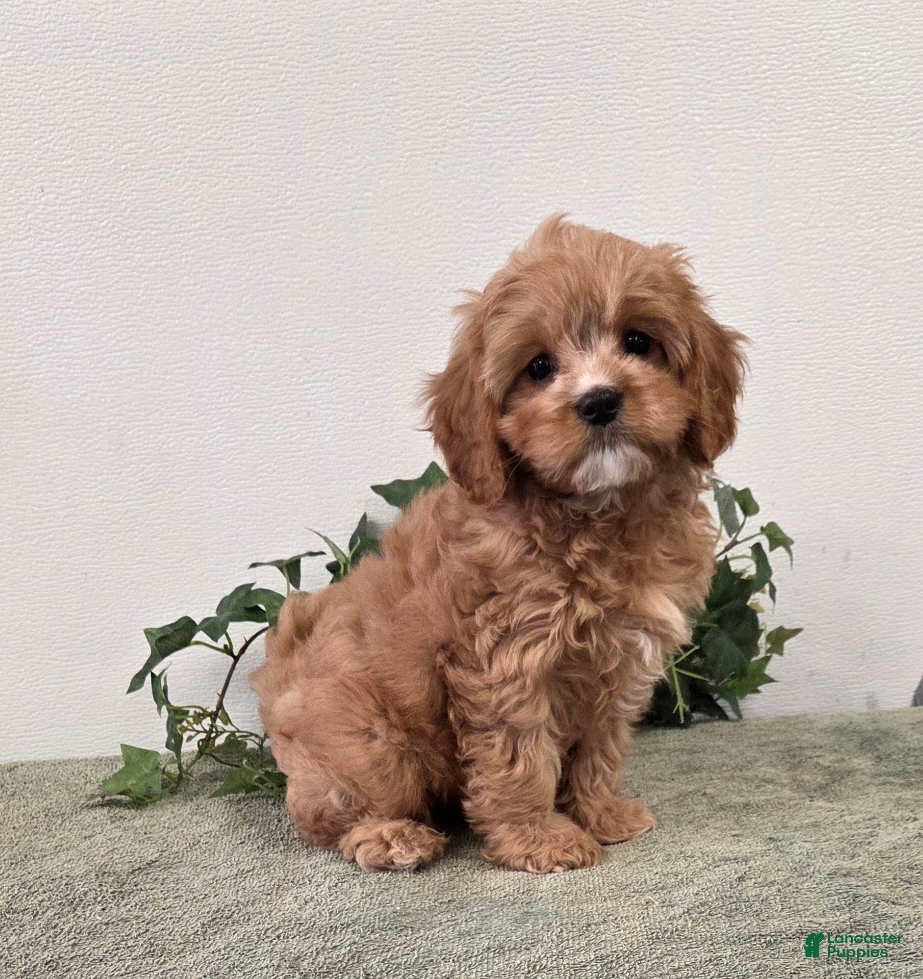 Cavapoo dogs Rocky  - Ad 1