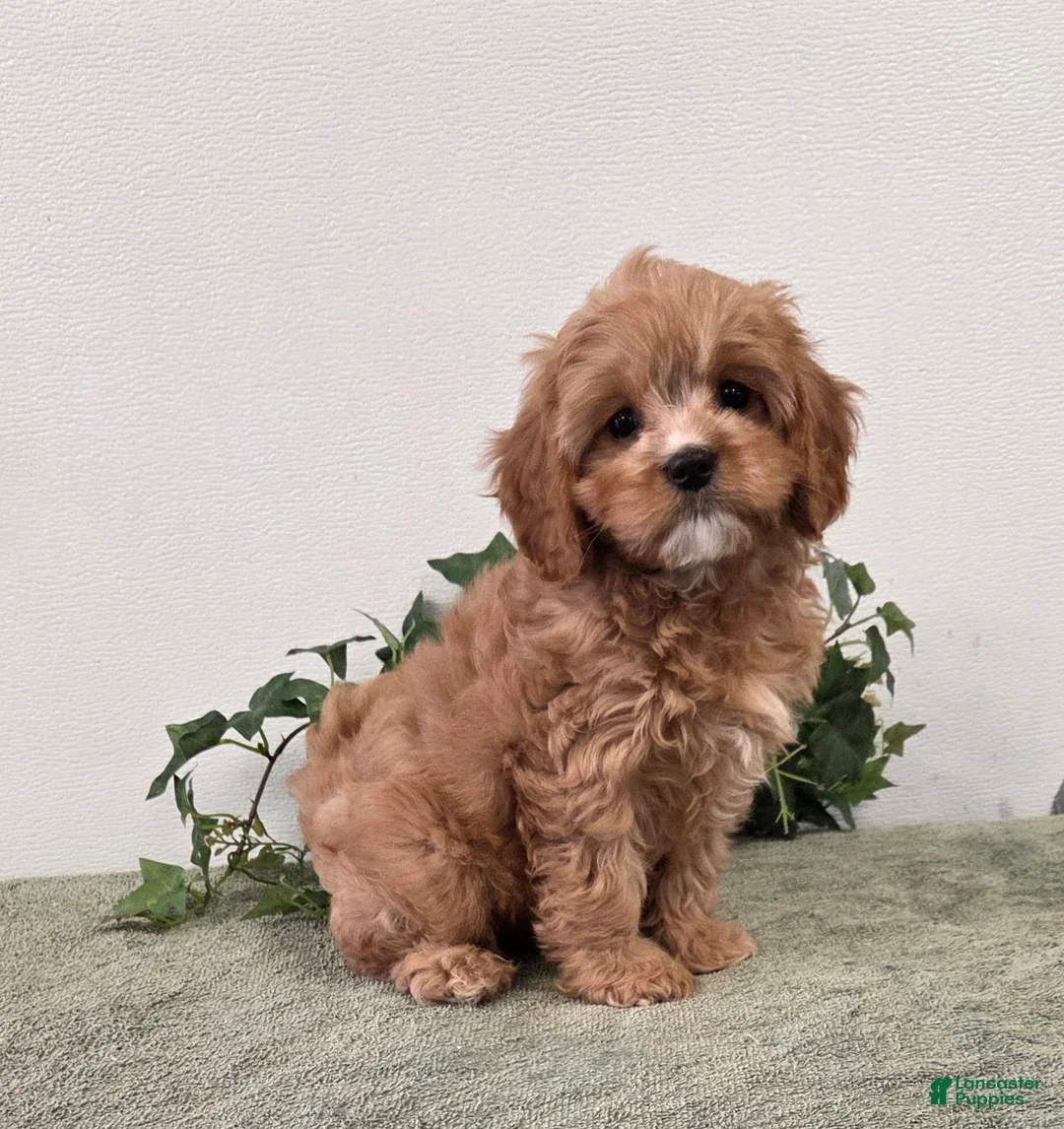 Cavapoo dogs for sale: Rocky  - Ad 1