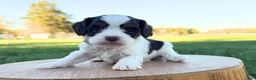 Cavapoo dogs for sale: Caden - Ad 2