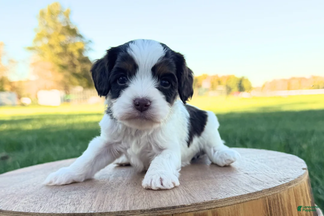 Cavapoo dogs for sale: Caden - Ad 2
