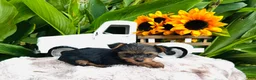 Yorkshire Terrier dogs for sale: Madeleine   - Ad 5