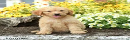 Mini Goldendoodle dogs for sale: Trudy - Ad 4