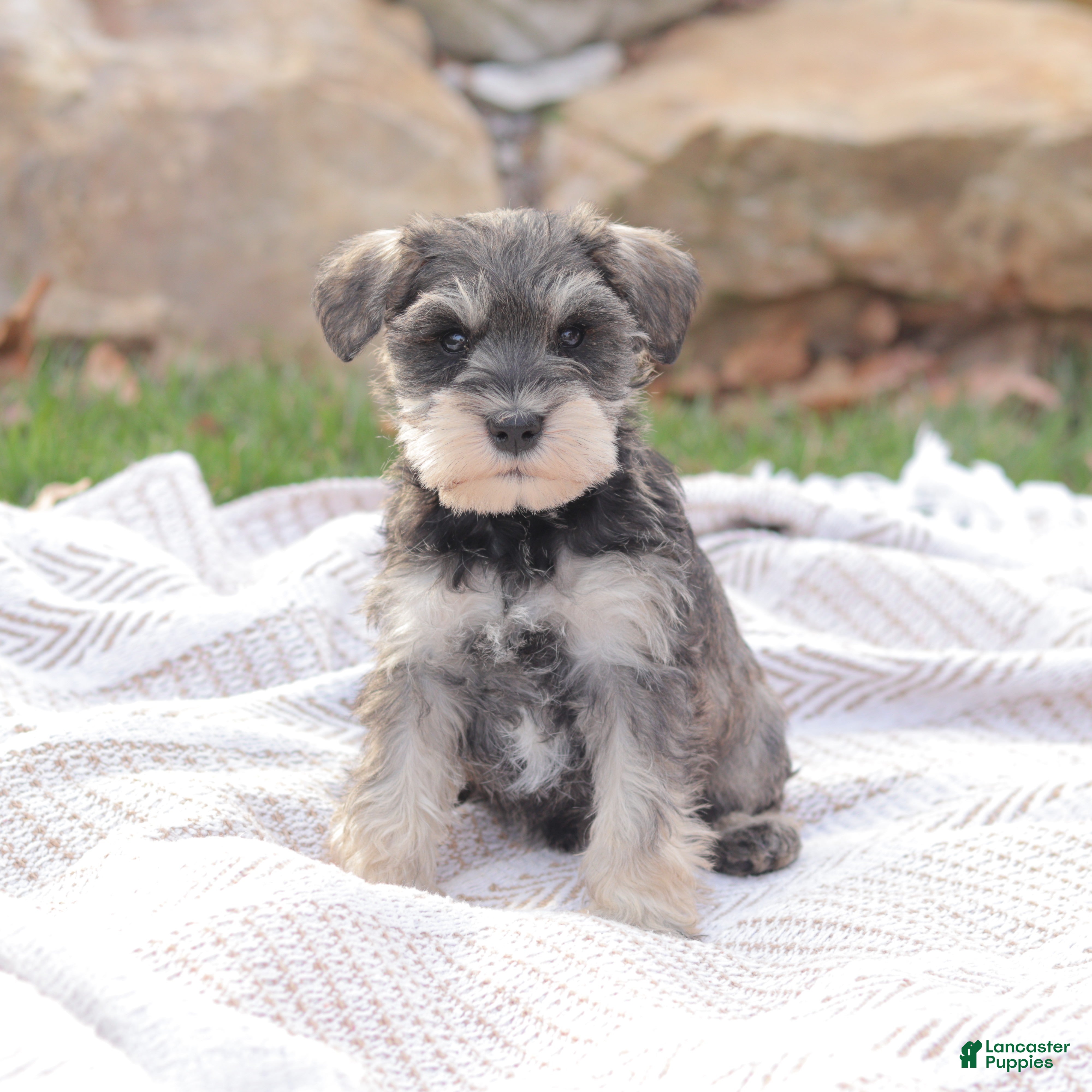 Miniature Schnauzer dogs Sky Lark - Ad 1