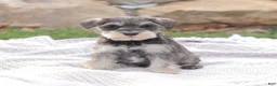 Miniature Schnauzer dogs for sale: Sky Lark - Ad 1