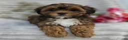 Shihpoo dogs for sale: Cuddles - Ad 17