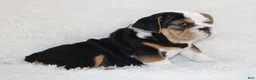 English Bulldog dogs for sale: Mabel - Ad 8