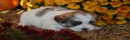 Malshi dogs for sale: Storme - Ad 3