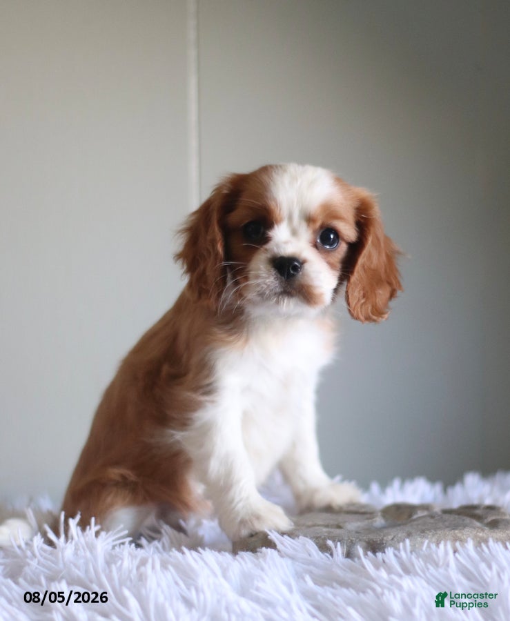 Cavalier King Charles Spaniel dogs Harmony Special Needs - Ad 1