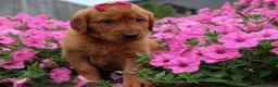 Golden Retriever dogs for sale: Quinny 🐾  - Ad 11