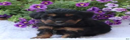 Mini Goldendoodle dogs for sale: Chuck - Ad 5