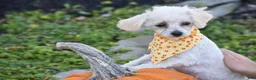 Bichpoo dogs for sale: Bichpoo 1 - Ad 2